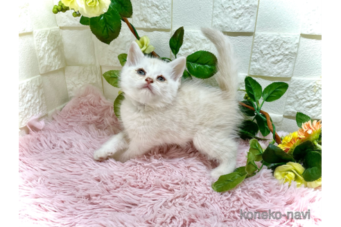 成約済の埼玉県のスコティッシュフォールド-96925の5枚目